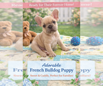 Puppy Puppy 2 French Bulldog
