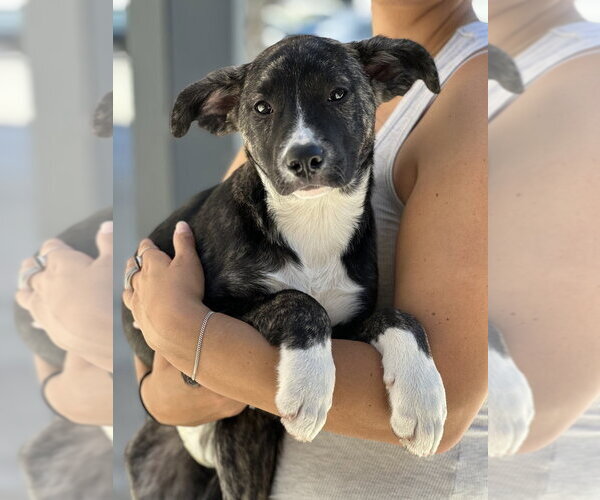 Medium Photo #2 Border Collie-Boxer Mix Puppy For Sale in Dana Point, CA, USA
