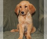 Small #6 Golden Retriever