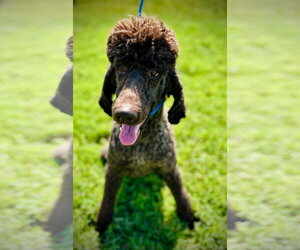 Cocoa Jul 25 - Female Poodle (Standard) Dog for Adoption - Photo #2