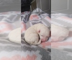 Small Photo #23 Bichon Frise Puppy For Sale in ORLANDO, FL, USA
