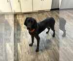 Small #1 Coonhound-German Shorthaired Pointer Mix