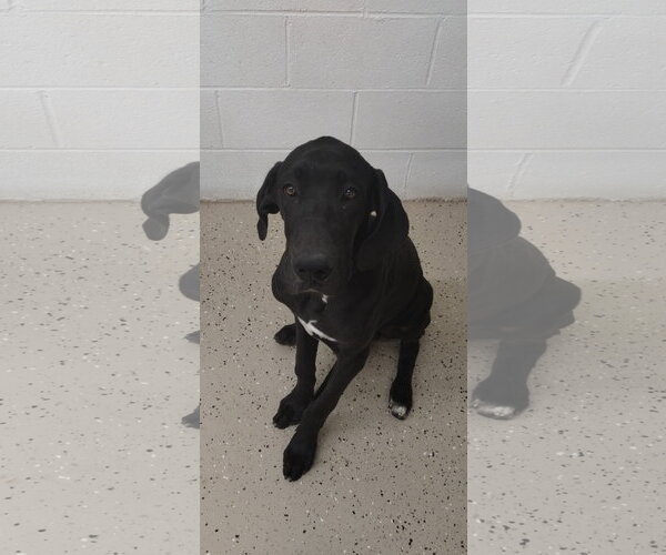 Medium Photo #3 Great Dane Puppy For Sale in York, SC, USA