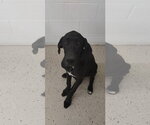 Small #2 Great Dane