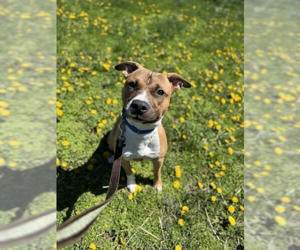 Medium Photo #1 Mutt Puppy For Sale in Center Township, PA, USA