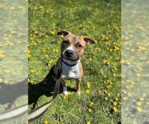 Mutt Dogs for adoption in Center Township, PA, USA