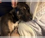 Small #4 German Shepherd Dog Mix