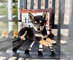 Small #1 Shiba Inu