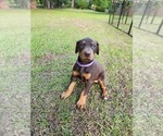 Small #6 Doberman Pinscher