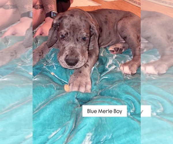 Medium Photo #3 Great Dane Puppy For Sale in SPRING, TX, USA