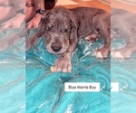 Puppy Deano Great Dane