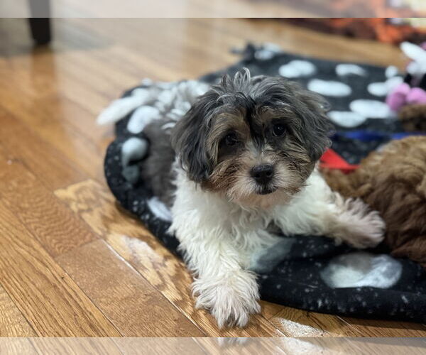 Medium Photo #2 Mutt Puppy For Sale in Brooklyn Center, MN, USA