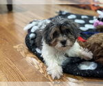 Small #1 Mutt