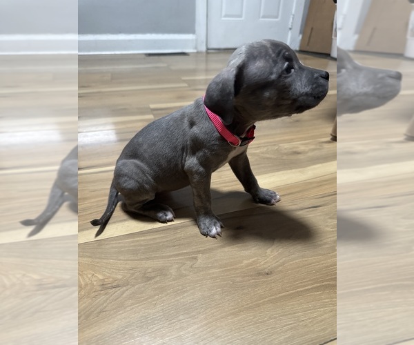 Medium Photo #3 American Pit Bull Terrier Puppy For Sale in INDIANAPOLIS, IN, USA