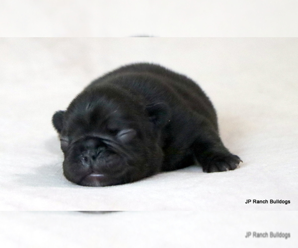 Medium Photo #5 French Bulldog Puppy For Sale in WINNSBORO, TX, USA