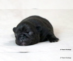 Small #4 French Bulldog