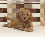 Small #1 Cavapoo (Miniature)