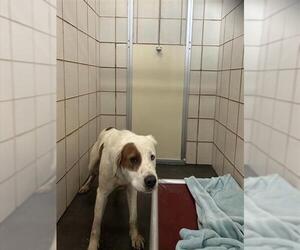 English Setter-Labrador Retriever Mix Dogs for adoption in Corpus Christi, TX, USA