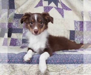 Miniature Australian Shepherd Puppy for sale in HARRISON, OH, USA
