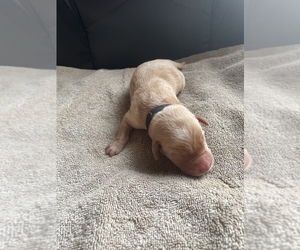 Labrador Retriever Puppy for sale in SHAWNEE, OK, USA