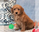 Small Photo #2 Goldendoodle (Miniature) Puppy For Sale in SYRACUSE, IN, USA