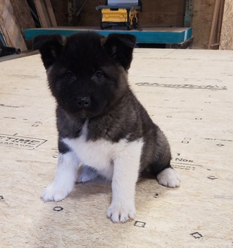 Medium Photo #1 Akita Puppy For Sale in ARTHUR, IL, USA