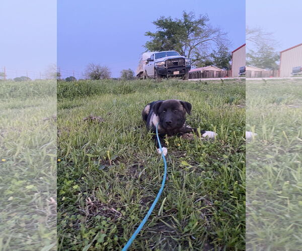 Medium Photo #3 Akita-Anatolian Shepherd Mix Puppy For Sale in Pottstown, PA, USA