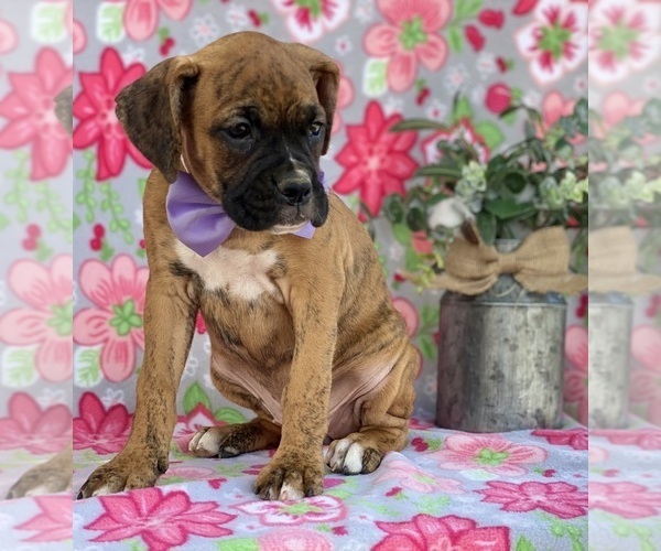 Medium Photo #3 Boxer Puppy For Sale in LANCASTER, PA, USA