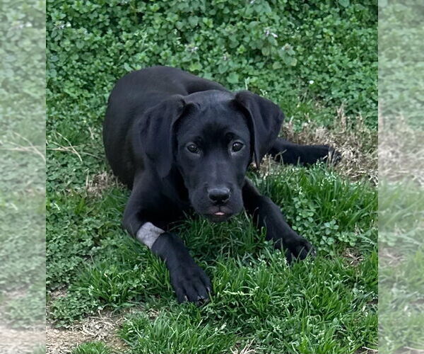 Medium Photo #3 Labrador Retriever-Unknown Mix Puppy For Sale in Boston, MA, USA
