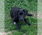 Small #2 Labrador Retriever Mix
