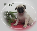 Small Photo #2 Pug Puppy For Sale in BULLTOWN, PA, USA