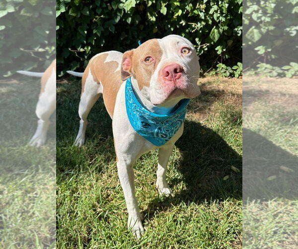 Medium Photo #8 American Pit Bull Terrier-Unknown Mix Puppy For Sale in Redlands, CA, USA