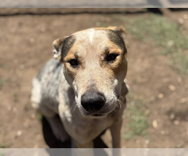 Medium Photo #1 American Pit Bull Terrier-Unknown Mix Puppy For Sale in Tulsa, OK, USA