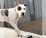 Small #8 American Pit Bull Terrier Mix