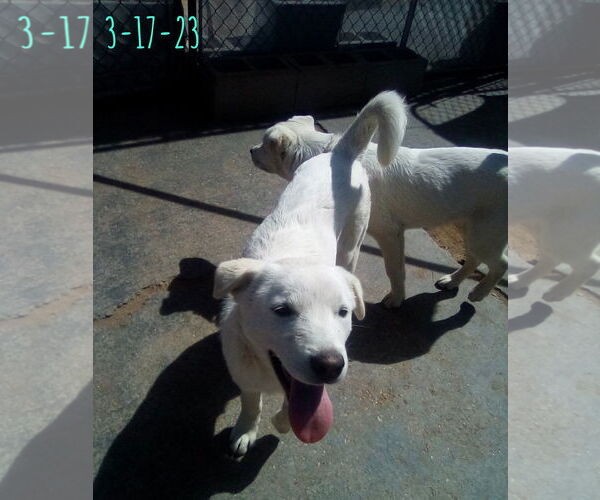 Medium Photo #12 Mutt Puppy For Sale in Apple Valley, CA, USA