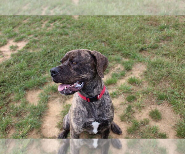 Medium Photo #2 Mutt Puppy For Sale in Chestertown, MD, USA