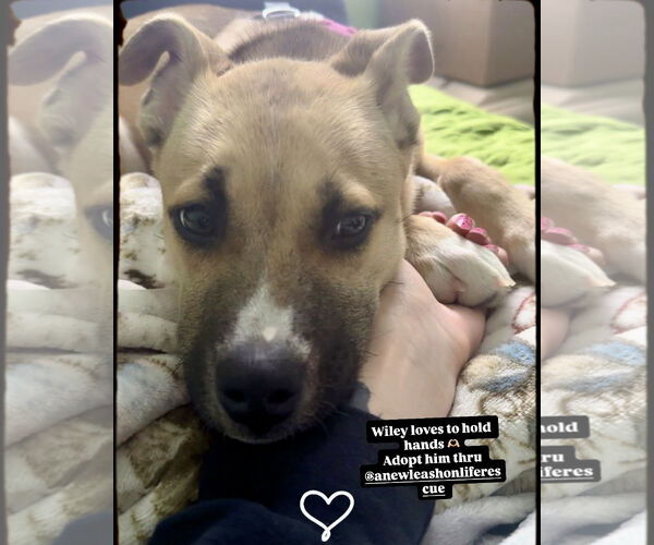 Medium Photo #11 Boxer-German Shepherd Dog Mix Puppy For Sale in North Olmsted, OH, USA