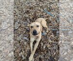 Small Photo #8 Labrador Retriever-Unknown Mix Puppy For Sale in Munford, TN, USA