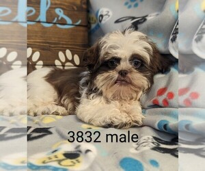 Shih Tzu Puppy for Sale in CLARE, Illinois USA
