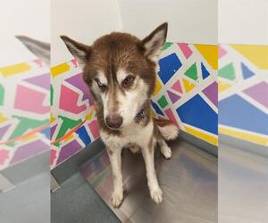 - Mix Dogs for adoption in Baytown, TX, USA