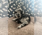 Puppy Blue Labradoodle-Poodle (Standard) Mix
