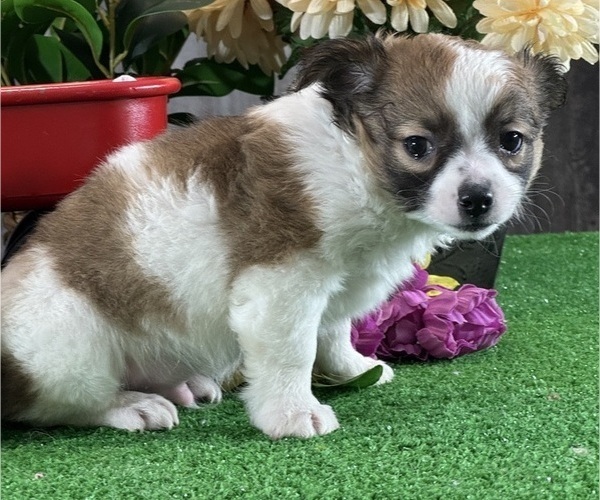 Medium Photo #6 Chihuahua Puppy For Sale in CANOGA, NY, USA