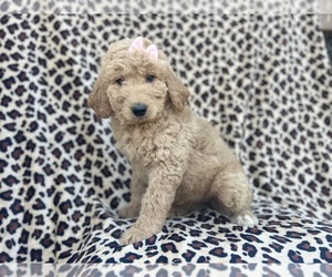 Goldendoodle Puppy for sale in LAKELAND, FL, USA