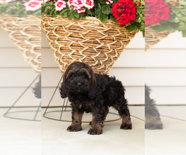 Medium Photo #1 Cocker Spaniel-Poodle (Miniature) Mix Puppy For Sale in MILLERSBURG, IN, USA