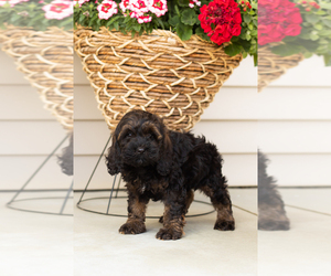 Cocker Spaniel-Poodle (Miniature) Mix Puppy for sale in MILLERSBURG, IN, USA