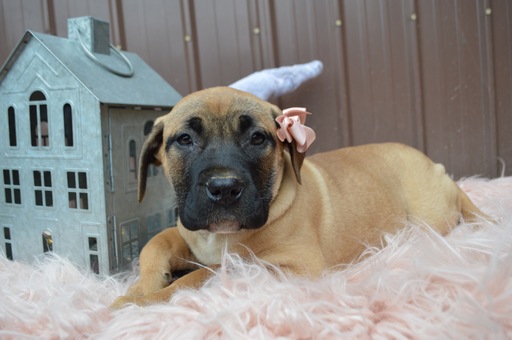 Medium Photo #5 Boerboel Puppy For Sale in HONEY BROOK, PA, USA