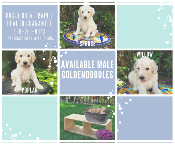 Medium Photo #6 Goldendoodle Puppy For Sale in ZEBULON, NC, USA