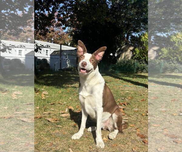 Medium Photo #1 Bull Terrier-Unknown Mix Puppy For Sale in Spring Lake, NJ, USA