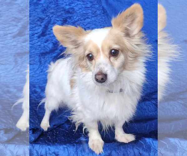 Medium Photo #2 Chiranian Puppy For Sale in Cuba, NY, USA