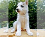 Small Photo #4 Siberian Husky Puppy For Sale in DANBY, VT, USA